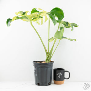 Monstera Deliciosa 'Ocean Mint' (wk13-UD)
