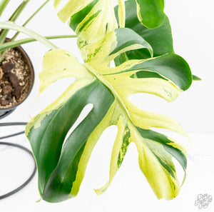 Monstera Deliciosa 'Ocean Mint' (wk13-UD)