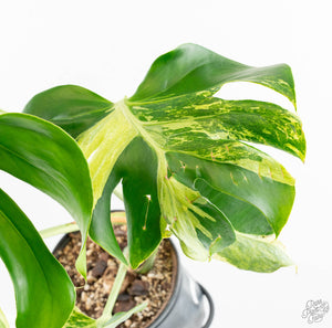 Monstera Deliciosa 'Ocean Mint' (wk13-UD)