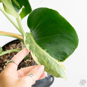 Monstera Deliciosa 'Ocean Mint' (wk13-UD)