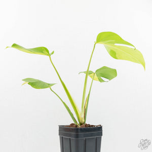 Monstera Deliciosa 'White Lava' (wk16-UK)