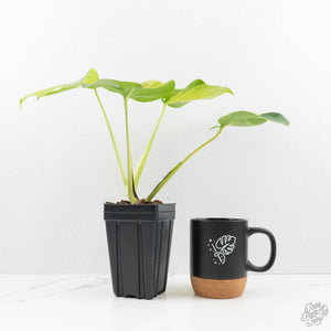Monstera Deliciosa 'White Lava' (wk16-UK)