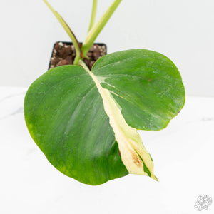 Monstera Deliciosa 'White Lava' (wk16-UK)