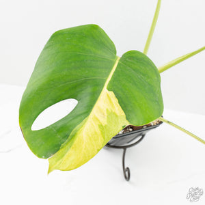 Monstera Deliciosa 'White Lava' (wk16-UK)