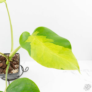 Monstera Deliciosa 'White Lava' (wk16-UK)