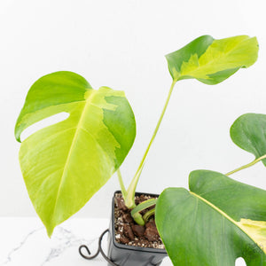 Monstera Deliciosa 'White Lava' (wk16-UK)