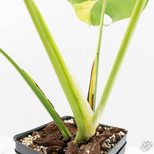 Monstera Deliciosa 'White Lava' (wk16-UK)