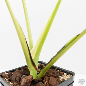 Monstera Deliciosa 'White Lava' (wk16-UK)