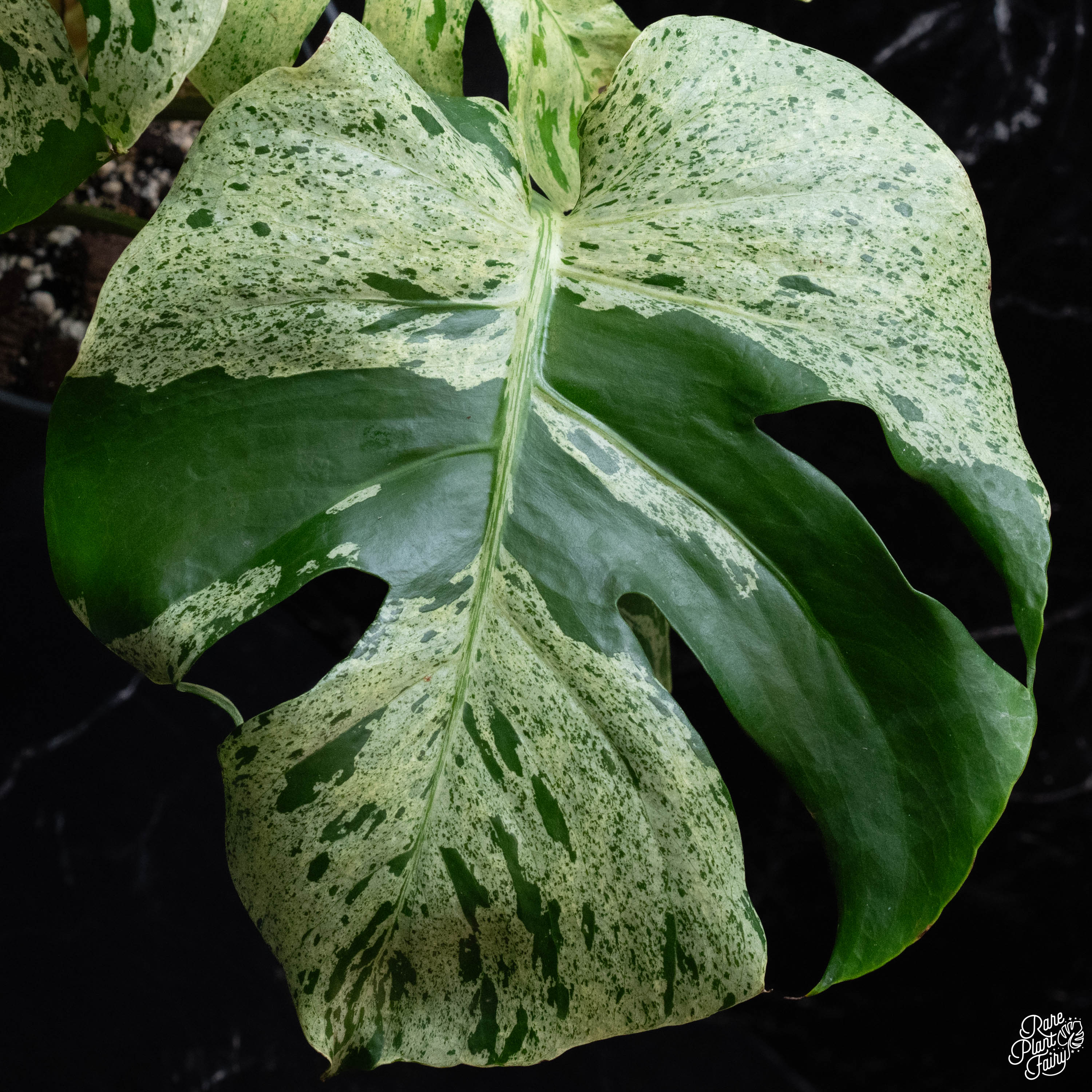 monstera starter plant Monstera deliciosa 'Bulbasaur' *Grower's Choice*