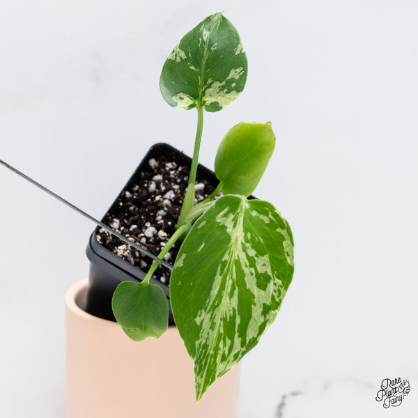 Monstera deliciosa 'Bulbasaur' (Pre-order)