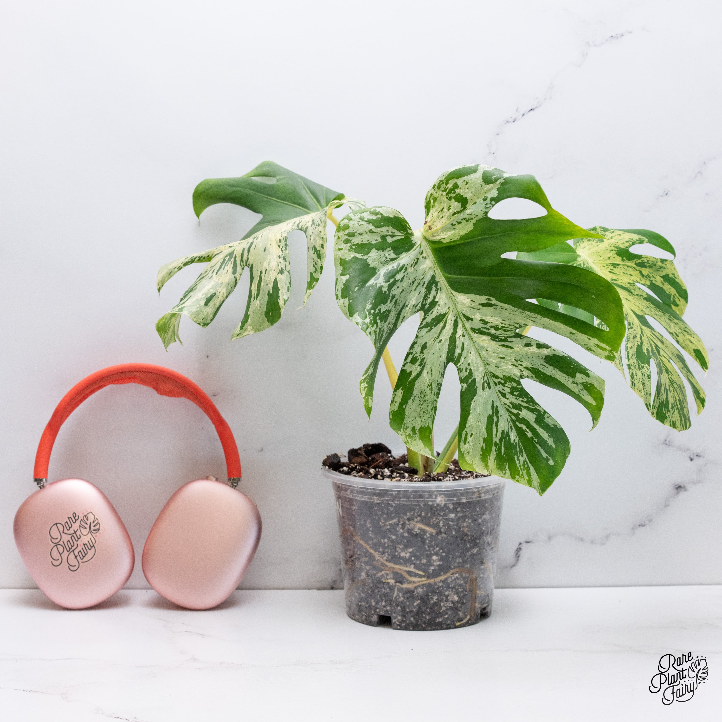 品種保証！Monstera Bulbasaurモンステラ・フシギダネ 斑入 品種保証