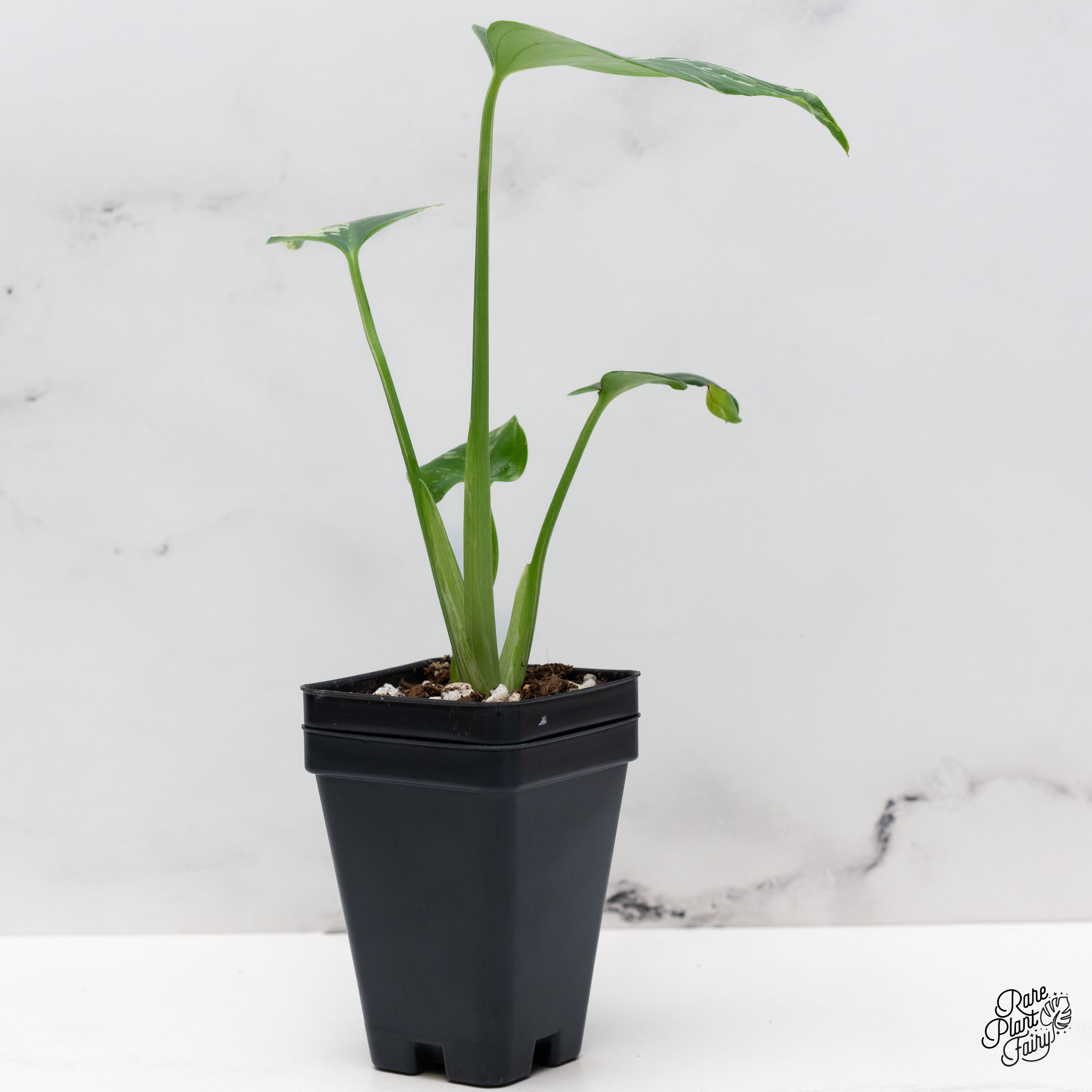 Monstera Deliciosa 'Bulbasaur' (wk40-G) – Rare Plant Fairy