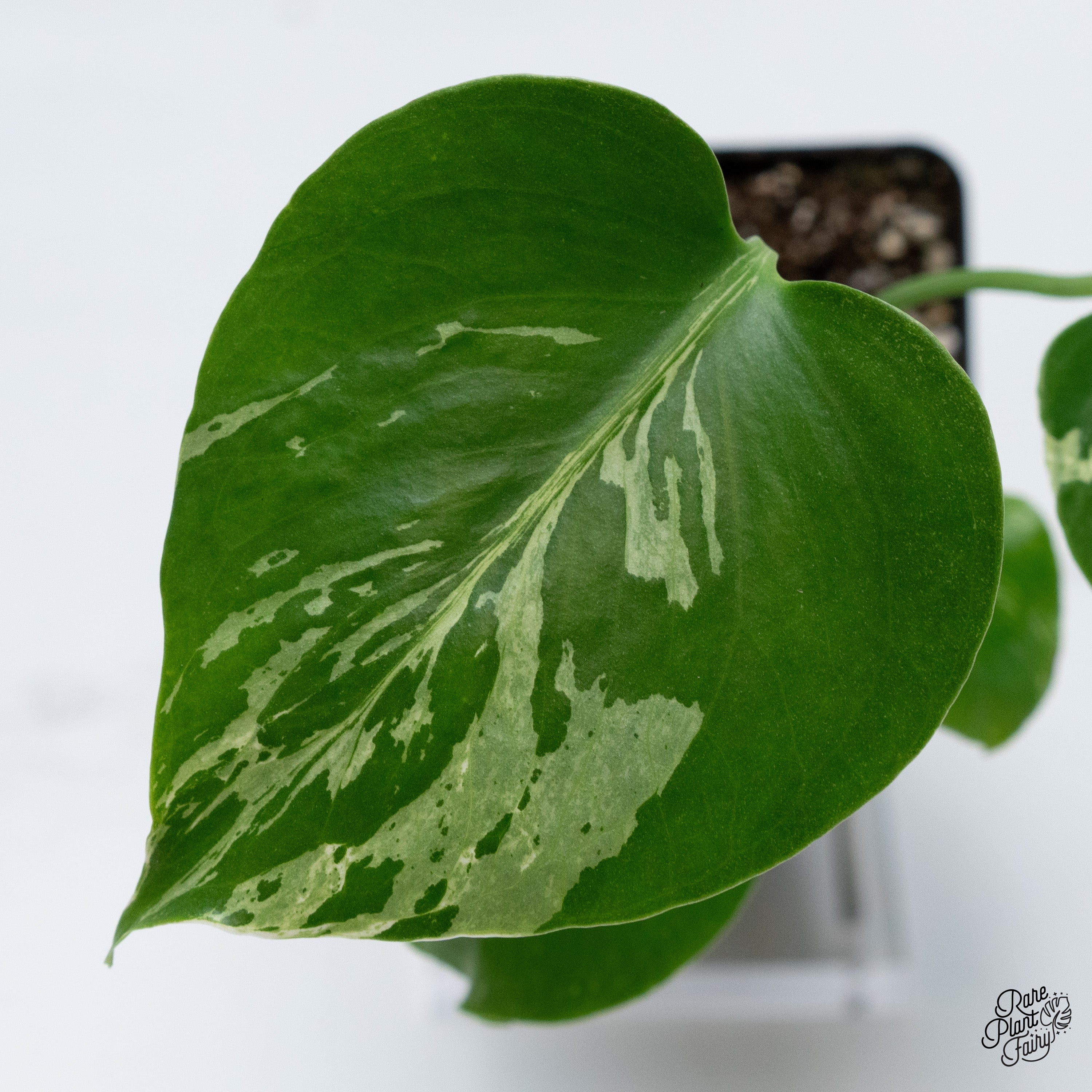 Monstera Deliciosa 'Bulbasaur' (wk40-G) – Rare Plant Fairy