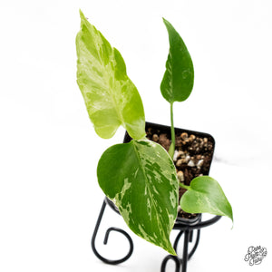 Monstera deliciosa 'Bulbasaur' *Grower's Choice*