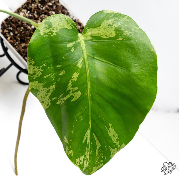 Monstera Deliciosa 'Bulbasaur' (wk43-B)