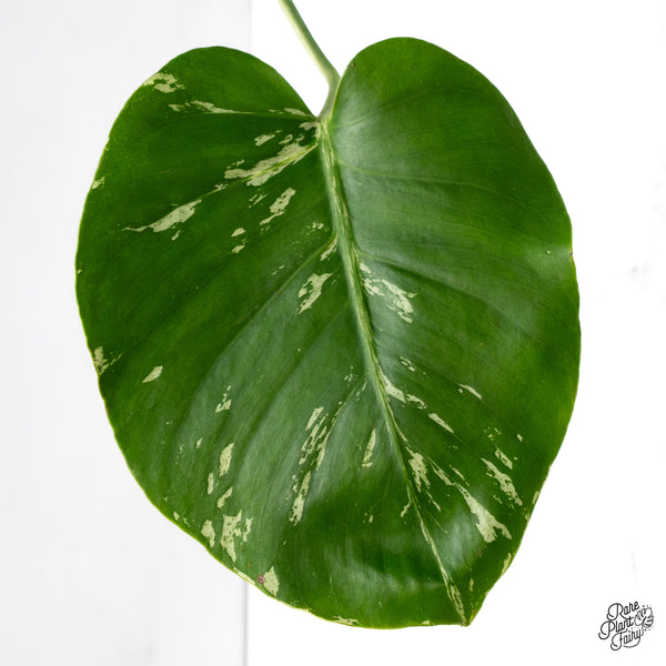 Monstera Deliciosa 'Bulbasaur' (wk43-B)