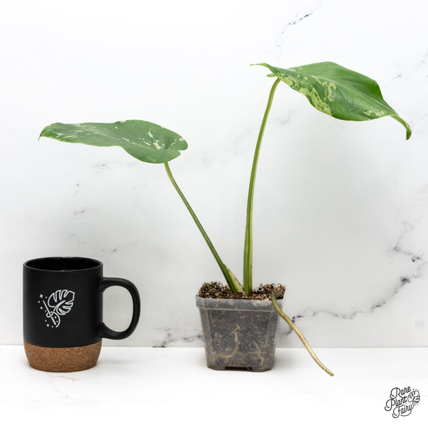 Monstera Deliciosa 'Bulbasaur' (wk43-B)