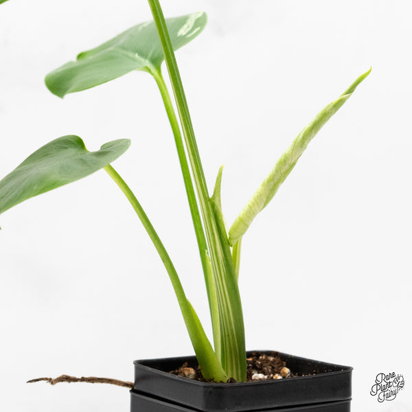 Monstera Deliciosa 'Bulbasaur' (wk45-AB)