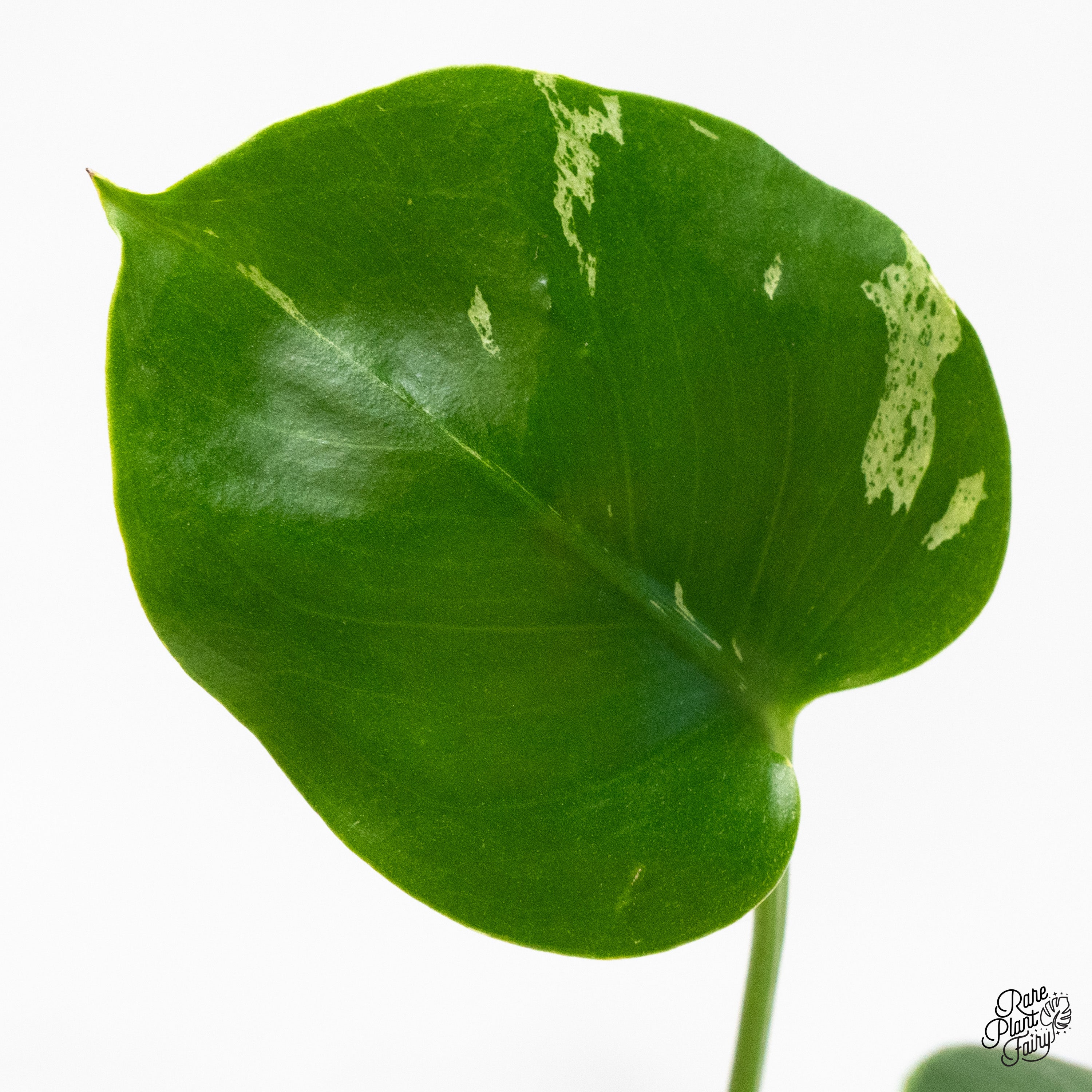 Monstera Deliciosa 'Bulbasaur' (wk45-AB) – Rare Plant Fairy