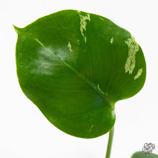 Monstera Deliciosa 'Bulbasaur' (wk45-AB)