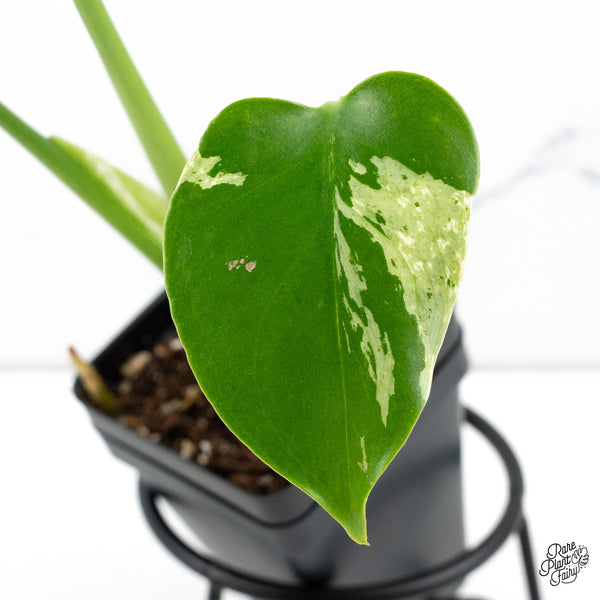 Monstera Deliciosa 'Bulbasaur' (wk48-C)