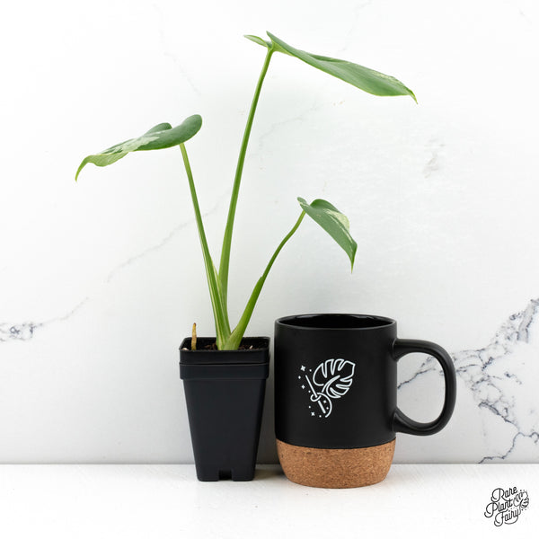 Monstera Deliciosa 'Bulbasaur' (wk48-C)