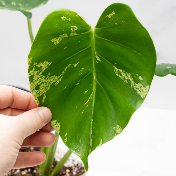 Monstera Deliciosa 'Bulbasaur' (wk48-UN)