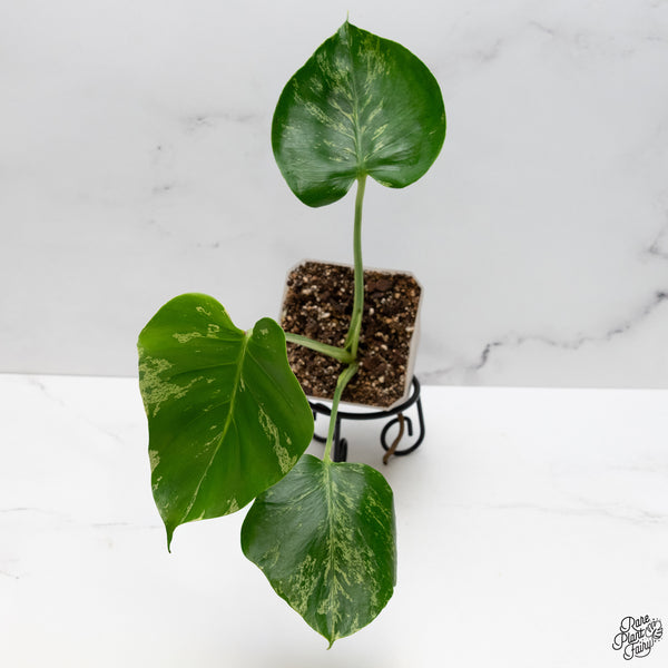 Monstera Deliciosa 'Bulbasaur' (wk48-UN)