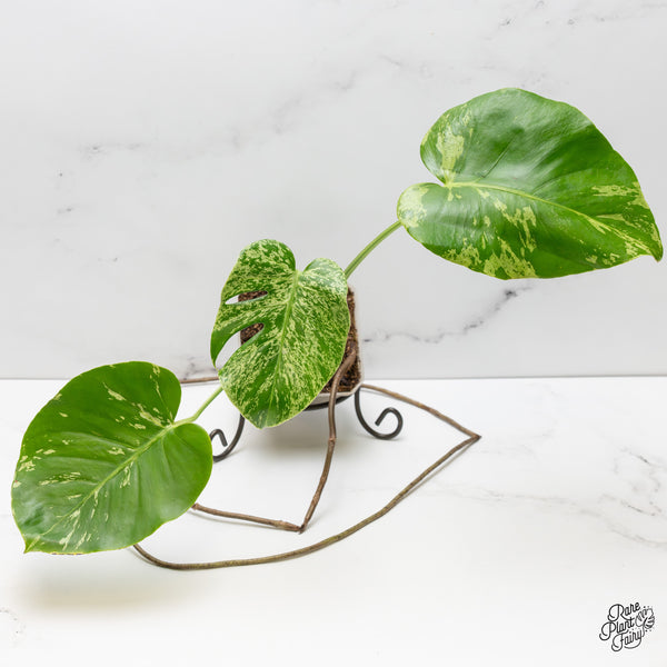 Monstera Deliciosa 'Bulbasaur' (wk52-UG)