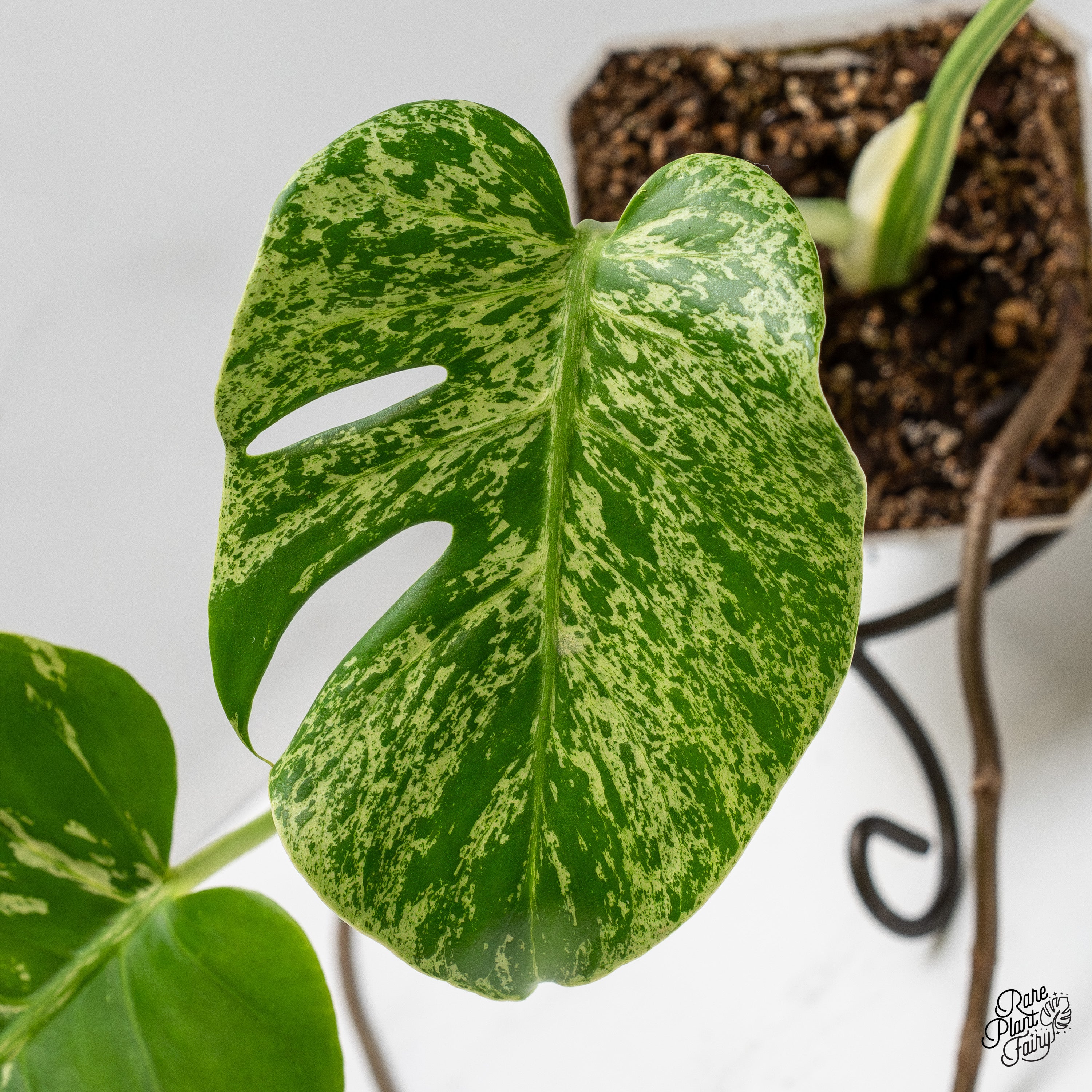 Monstera Deliciosa 'Bulbasaur' (wk52-UG) – Rare Plant Fairy