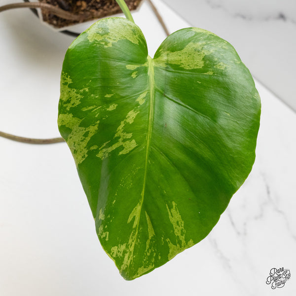 Monstera Deliciosa 'Bulbasaur' (wk52-UG)