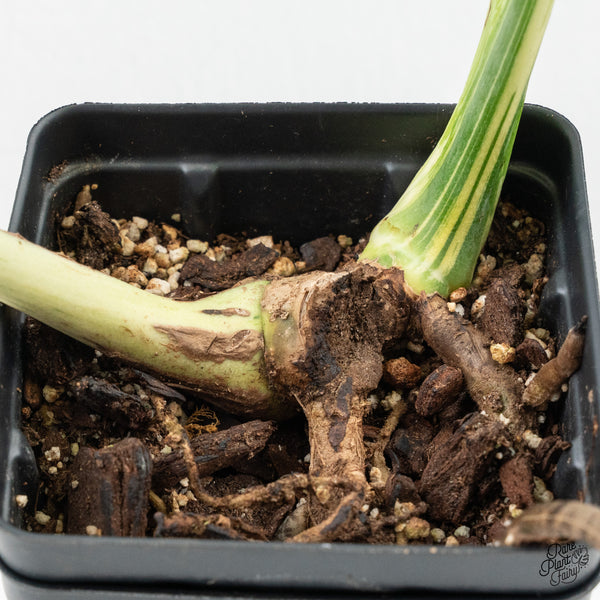 Monstera Deliciosa 'Bulbasaur' (wk2-C)