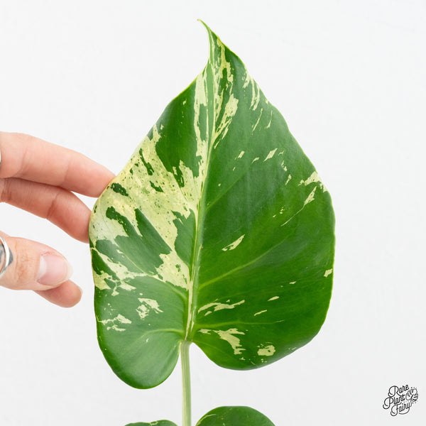 Monstera Deliciosa 'Bulbasaur' (wk2-C)