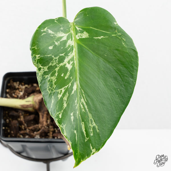 Monstera Deliciosa 'Bulbasaur' (wk2-C)