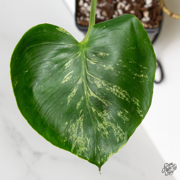 Monstera Deliciosa 'Bulbasaur' (wk6-UH)