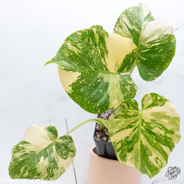 Monstera Deliciosa 'Creme Brûlée' (wk43-C)