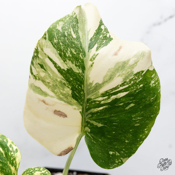 Monstera Deliciosa 'Creme Brûlée' (wk43-C)