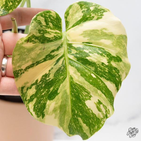 Monstera Deliciosa 'Creme Brûlée' (wk43-C)