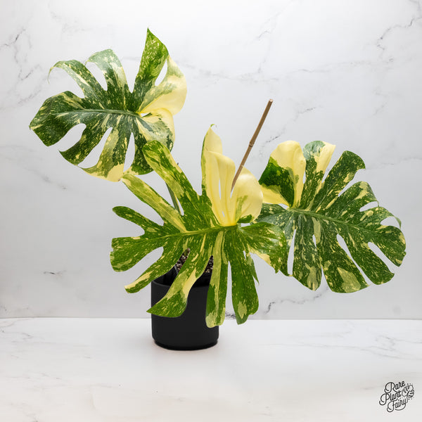 Monstera Deliciosa 'Creme Brûlée' (wk45-C)