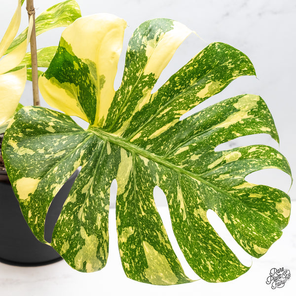 Monstera Deliciosa 'Creme Brûlée' (wk45-C)