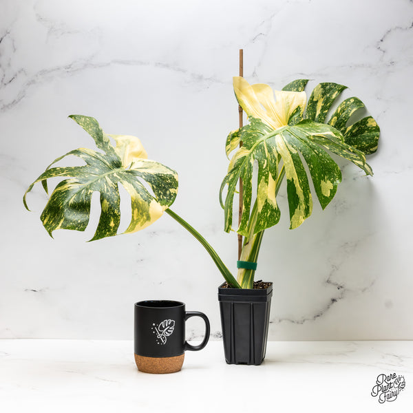 Monstera Deliciosa 'Creme Brûlée' (wk45-C)