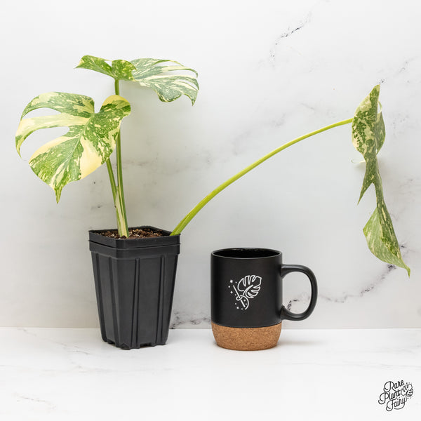 Monstera Deliciosa 'Creme Brûlée' (wk46-F)