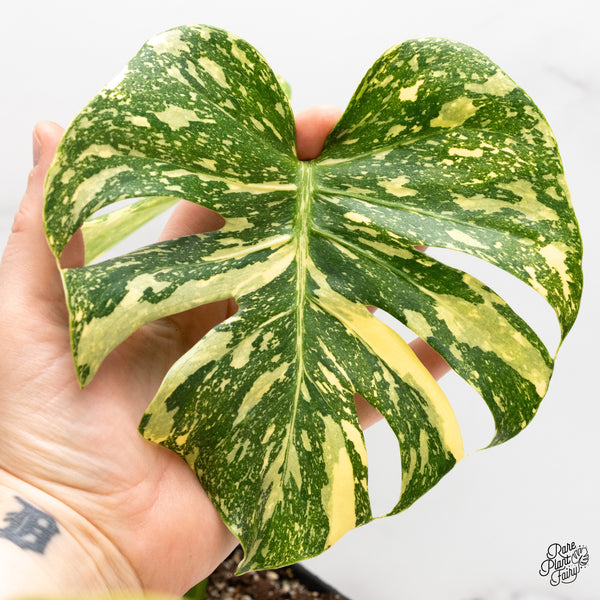 Monstera Deliciosa 'Creme Brûlée' (wk46-F)