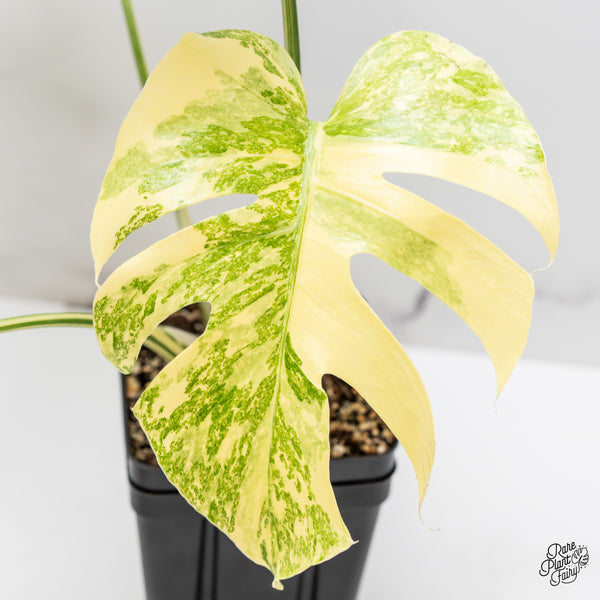 Monstera Deliciosa 'Creme Brûlée' (wk47-UF)