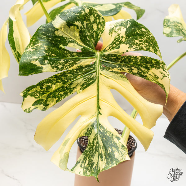 Monstera Deliciosa 'Creme Brûlée' (wk47-UR)