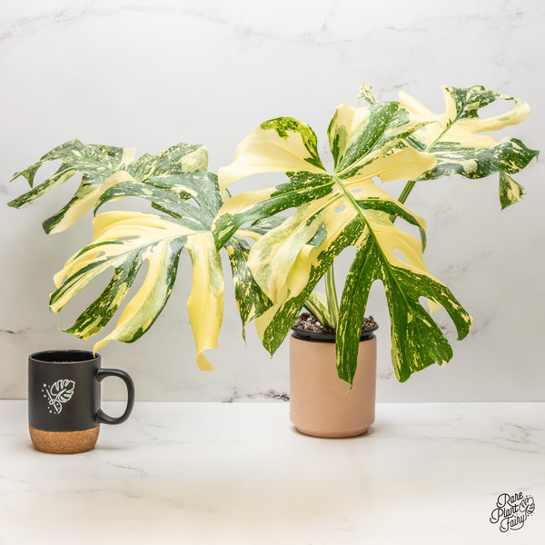 Monstera Deliciosa 'Creme Brûlée' (wk47-UR)