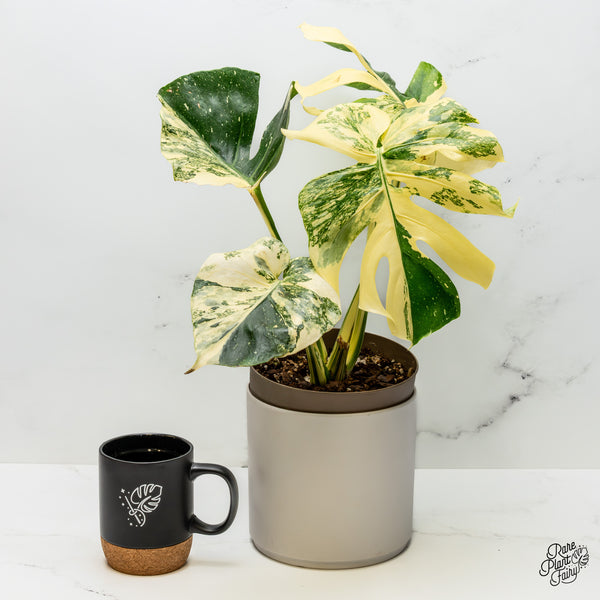 Monstera Deliciosa 'Creme Brûlée' (wk49-B)