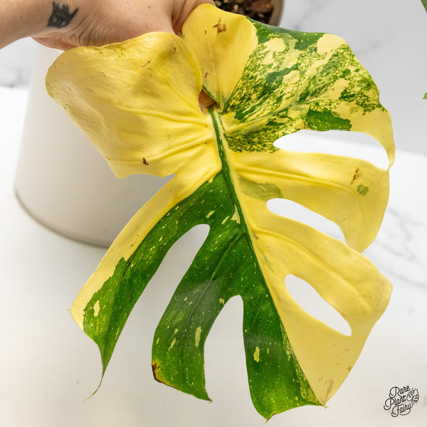 Monstera Deliciosa 'Creme Brûlée' (wk49-B)