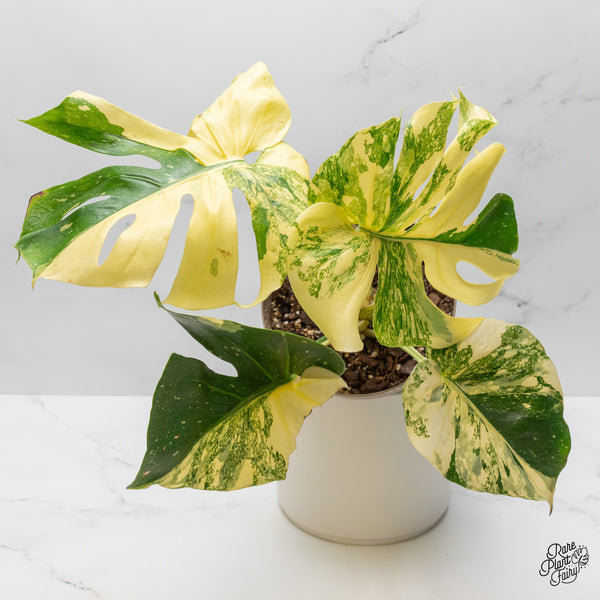 Monstera Deliciosa 'Creme Brûlée' (wk49-B)