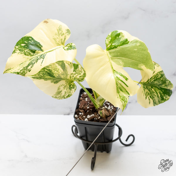 Monstera Deliciosa 'Creme Brûlée' (wk50-D)